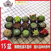 封后多肉植物组合盆栽种好发货精品稀有肉肉 15盆种好发货 带盆栽好