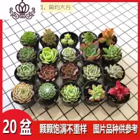 封后多肉植物组合盆栽种好发货精品稀有肉肉 20盆种好发货 带盆栽好
