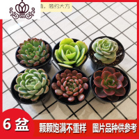 封后多肉植物组合盆栽种好发货精品稀有肉肉 6盆种好发货 带盆栽好