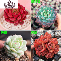 封后肉肉植物罕见多肉一箱巨型超大50颗套餐大株含盆稀有品种贵货 红宝石+蓝精灵+静夜+秀妍+盆土 含盆花卉绿植盆栽