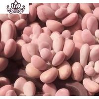 封后桃蛋萌肉肉盆栽组合命运亚美丸叶婴儿手指桃之卵10棵 5单头+5双头桃蛋粉色偏红如图 裸根不带土