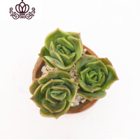 封后桃蛋萌肉肉盆栽组合命运亚美丸叶婴儿手指桃之卵10棵 可爱玫瑰10棵(3cm)如图实拍 裸根不带土