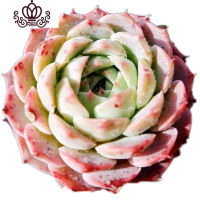 封后桃蛋萌肉肉盆栽组合命运亚美丸叶婴儿手指桃之卵10棵 酒红色朱砂痣5棵3-4cm 裸根不带土