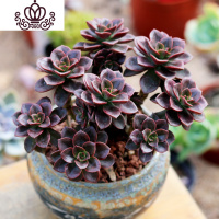 封后秀妍多肉植物老桩群生红色肉肉植物组合盆栽超大颗露养多肉花卉 巧克力老桩8-10cm(4头以上) 不含盆