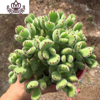 封后秀妍多肉植物老桩群生红色肉肉植物组合盆栽超大颗露养多肉花卉 熊童子老桩8cm 不含盆