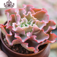 封后秀妍多肉植物老桩群生红色肉肉植物组合盆栽超大颗露养多肉花卉 高砂之翁8-10cm 不含盆