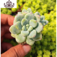 封后桃蛋萌肉肉盆栽组合命运亚美丸叶婴儿手指桃之卵10棵 劳尔香味劳尔10棵如图实拍 裸根不带土