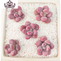 封后桃蛋萌肉肉盆栽组合命运亚美丸叶婴儿手指桃之卵10棵 绿色 裸根不带土