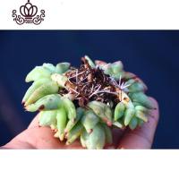 封后土肥圆颗粒土 原产地厂家直发 多肉植物专用发根控型上色 2~3mm 不含盆花卉绿植盆栽