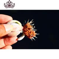 封后土肥圆颗粒土 原产地厂家直发 多肉植物专用发根控型上色 4~5mm 不含盆花卉绿植盆栽