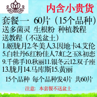 封后多肉叶片 多肉植物叶插苗新手套餐组合 桃蛋花瓣贵货叶子 套餐一60片(不送盆土) 不含盆盆栽