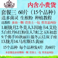 封后多肉叶片 多肉植物叶插苗新手套餐组合 桃蛋花瓣贵货叶子 套餐三60片送多肉一颗土一包育苗盆两份 不含花卉绿植盆栽