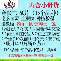 封后多肉叶片 多肉植物叶插苗新手套餐组合 桃蛋花瓣贵货叶子 套餐二60片送多肉一颗土一包 不含盆花卉绿植盆栽