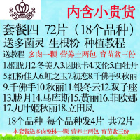 封后多肉叶片 多肉植物叶插苗新手套餐组合 桃蛋花瓣贵货叶子 套餐四72片送多肉一颗土两包育苗盆三份 不含盆盆栽