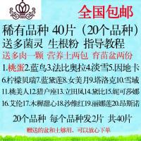 封后多肉叶片 多肉植物叶插苗新手套餐组合 桃蛋花瓣贵货叶子 稀有品种40片(送盆土) 不含盆花卉绿植盆栽