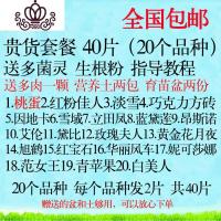 封后多肉叶片 多肉植物叶插苗新手套餐组合 桃蛋花瓣贵货叶子 贵货套餐40片(送盆土) 不含盆盆栽