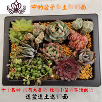 封后(FENGHOU)封后多肉植物 多肉组合套装一筐10颗老桩子一筐新手套餐 10颗精美套餐有盆有土有铺面 花卉绿植盆栽
