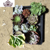 封后多肉植物 多肉组合套装一筐10颗老桩子一筐新手套餐 44 裸根不带土花卉绿植盆栽