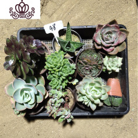 封后多肉植物 多肉组合套装一筐10颗老桩子一筐新手套餐 48 裸根不带土花卉绿植盆栽