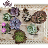 封后多肉植物 多肉组合套装一筐10颗老桩子一筐新手套餐 套餐8颗 裸根不带土花卉绿植盆栽