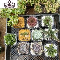 封后多肉植物 多肉组合套装一筐10颗老桩子一筐新手套餐 特惠套餐如图10盆 裸根不带土盆栽