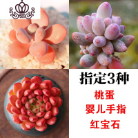 封后多肉植物新手套餐组合大株超大室内阳台绿植花卉盆栽超萌多肉含盆 2.桃蛋+手指+宝石+3彩方盆+土 不含盆
