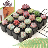 封后多肉植物精养套餐 多肉 肉肉植物组合盆栽多肉园艺花卉生石花 20颗随机多肉+20个塑方+20盆土 不含盆