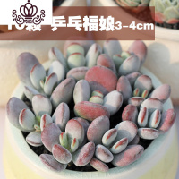封后多肉植物精养套餐 多肉 肉肉植物组合盆栽多肉园艺花卉生石花 十颗乒乓福娘3-4cm 不含盆
