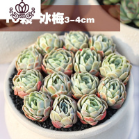 封后多肉植物精养套餐 多肉 肉肉植物组合盆栽多肉园艺花卉生石花 十颗冰梅3-4cm 不含盆