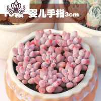 封后多肉植物精养套餐 多肉 肉肉植物组合盆栽多肉园艺花卉生石花 十颗婴儿手指3cm 不含盆