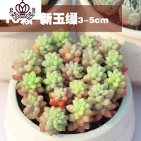 封后多肉植物精养套餐 多肉 肉肉植物组合盆栽多肉园艺花卉生石花 十颗新玉缀3-5cm 不含盆