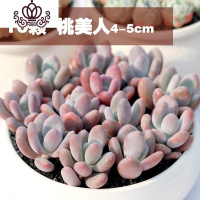 封后多肉植物精养套餐 多肉 肉肉植物组合盆栽多肉园艺花卉生石花 十颗桃美人4-5cm 不含盆