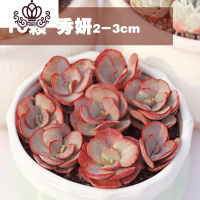 封后多肉植物精养套餐 多肉 肉肉植物组合盆栽多肉园艺花卉生石花 十颗秀妍单头3-4cm 不含盆