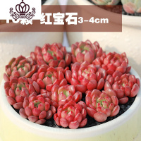 封后多肉植物精养套餐 多肉 肉肉植物组合盆栽多肉园艺花卉生石花 十颗红宝石3-4cm 不含盆