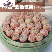 封后多肉植物精养套餐 多肉 肉肉植物组合盆栽多肉园艺花卉生石花 十颗蓝色惊喜3-4cm 不含盆