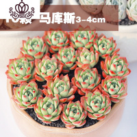 封后多肉植物精养套餐 多肉 肉肉植物组合盆栽多肉园艺花卉生石花 十颗马库斯3-4cm 不含盆