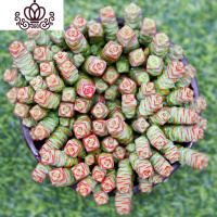 封后多肉植物精养套餐 多肉 肉肉植物组合盆栽多肉园艺花卉生石花 福利十颗钱串单株 不含盆