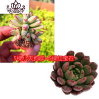 封后桃蛋萌肉肉盆栽组合命运亚美丸叶婴儿手指桃之卵10棵 5棵小天狗+5棵红宝石3-4cm如图实拍 裸根不带土