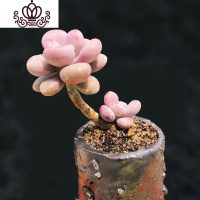 封后桃蛋萌肉肉盆栽组合命运亚美丸叶婴儿手指桃之卵10棵 9.95棵单头桃蛋老桩如图实拍 裸根不带土