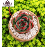 封后桃蛋萌肉肉盆栽组合命运亚美丸叶婴儿手指桃之卵10棵 吉娃娃(3-4cm)10棵如图实拍 裸根不带土