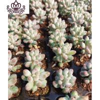 封后桃蛋萌肉肉盆栽组合命运亚美丸叶婴儿手指桃之卵10棵 婴儿手指10棵(3-4cm)如图实拍 裸根不带土