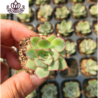 封后桃蛋萌肉肉盆栽组合命运亚美丸叶婴儿手指桃之卵10棵 月光女神(3-4cm)10棵如图实拍 裸根不带土