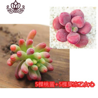 封后桃蛋萌肉肉盆栽组合命运亚美丸叶婴儿手指桃之卵10棵 粉红色5棵桃蛋5棵乙女心 裸根不带土