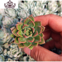 封后桃蛋萌肉肉盆栽组合命运亚美丸叶婴儿手指桃之卵10棵 翠绿色马库斯4cm10棵 裸根不带土