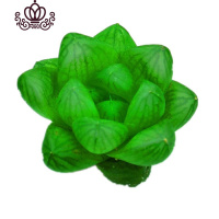 封后桃蛋萌肉肉盆栽组合命运亚美丸叶婴儿手指桃之卵10棵 草玉露(3-4cm)10棵如图 裸根不带土