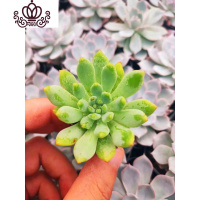 封后桃蛋萌肉肉盆栽组合命运亚美丸叶婴儿手指桃之卵10棵 蓝苹果10棵3-4cm 裸根不带土