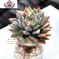 封后水培多肉组合 多肉植物组合盆栽套餐 办公室室内阳台肉肉 tp 含盆