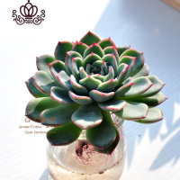 封后水培多肉组合 多肉植物组合盆栽套餐 办公室室内阳台肉肉 勃朗峰 含盆