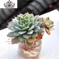 封后水培多肉组合 多肉植物组合盆栽套餐 办公室室内阳台肉肉 巴黎佳人 含盆