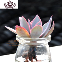 封后水培多肉组合 多肉植物组合盆栽套餐 办公室室内阳台肉肉 广寒宫 含盆